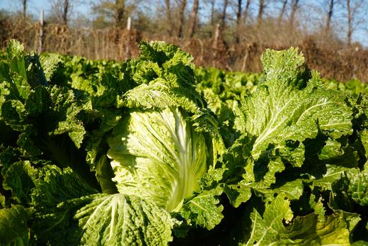 小毛驴自产大白菜  自然种植、无农药、无化肥，人工除草 商品图5