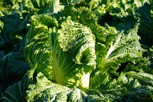 小毛驴自产大白菜  自然种植、无农药、无化肥，人工除草 商品图4