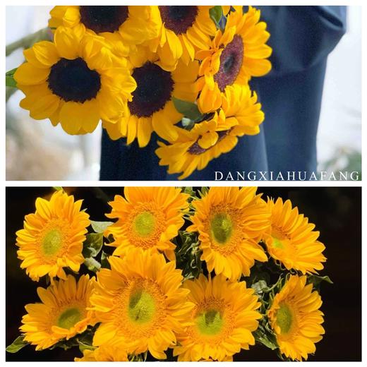 【幸福感爆棚的向日葵组合】黑心中花向日葵5支+绿心小花向日葵5支 商品图0