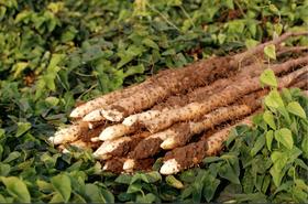 号称“气死小人参”的是哪味食材？