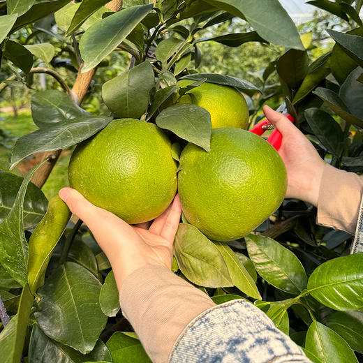 【鸡尾葡萄柚】新北万果农业新鲜采摘单果500g左右 1箱10斤 商品图4