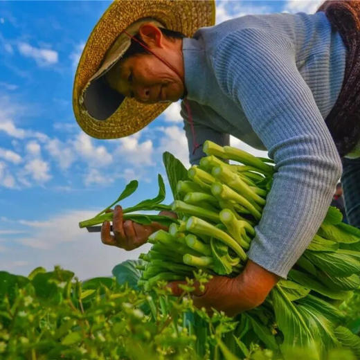 【国家地标产品】广东连州迟菜心 山水滋养 口感清甜多汁 爽口细嫩 商品图5