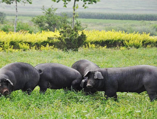 宣字洞藏火腿生吃片 商品图1
