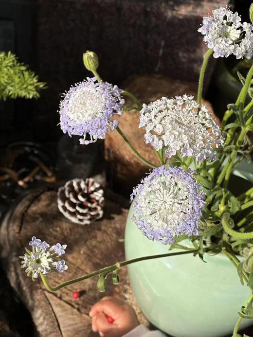 【跳动的精灵】粉色翠珠5支+紫色翠珠5支/份 商品图5