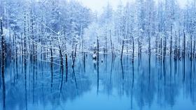 冬天的旭山动物园、白髭瀑布和发光的蓝色池塘 "青池 "1日游【需二次确认】A-0288