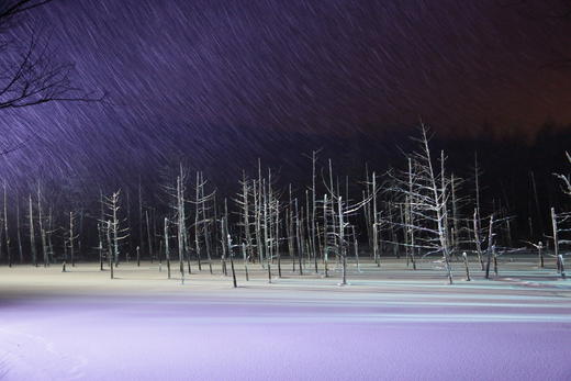 冬天的旭山动物园、白髭瀑布和发光的蓝色池塘 "青池 "1日游【需二次确认】A-0288 商品图7