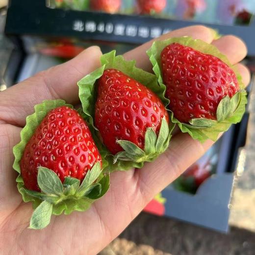 精选黑盒~丹东99草莓【12粒大果 净重约250克/盒】 商品图3