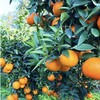 【四川·爱媛38号】果冻橙 皮薄肉厚  果肉细腻  超多汁 可以吸着吃的橙子  5斤/8斤  中果/大果/特大果 商品缩略图1