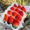 青岛佳垦草莓|日本种植方式的顶尖草莓♥️日本权威专家岩男吉昭全程指导呵护，全程按照日本佳特式草莓种植技术标准，日式水肥管理，蜜蜂授粉，果形均匀，全程无任何激素、头茬新果（草莓不可邮寄！！！） 商品缩略图5