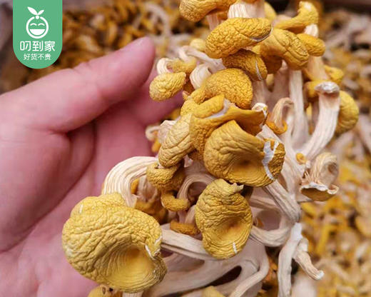云南甄选黄金鸡油菌/1包（约250g）生产日期：26年4月 商品图2