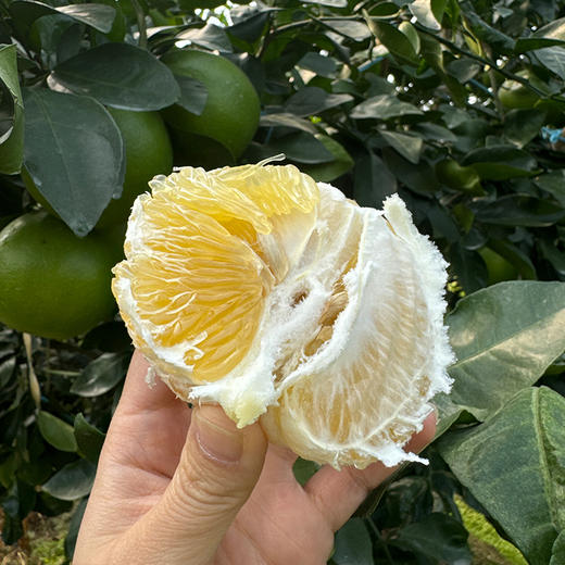 【鸡尾葡萄柚】新北万果农业新鲜采摘单果500g左右 1箱10斤 商品图2