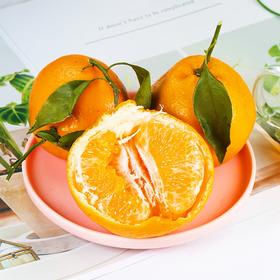 【自然成熟】四川春见耙耙柑 水果界的“鱼子酱”汁水丰富香甜可口 粒粒爆汁