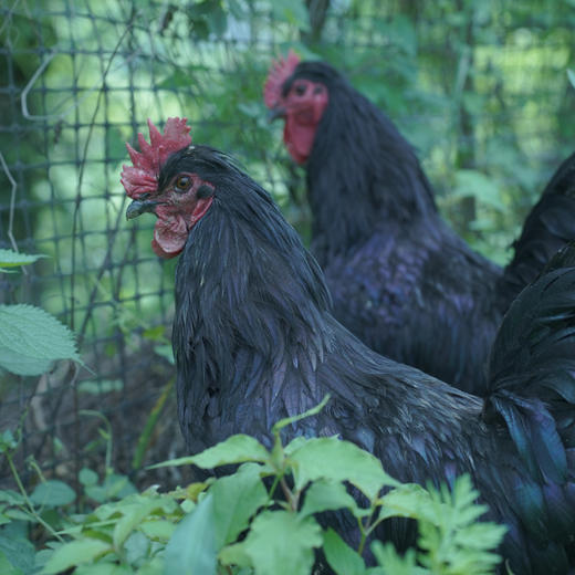 认养武隆凤羽土鸡一只鸡1元/天 商品图2