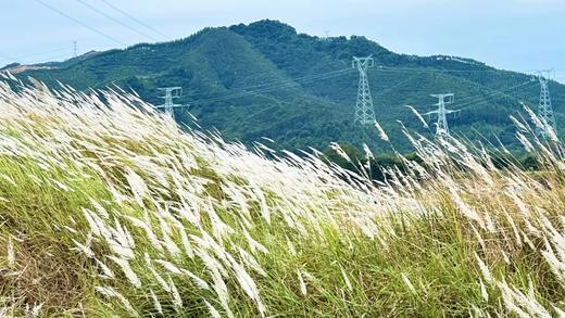 户外@清远飞来峡古栈道+北江芦苇花海1天 商品图1