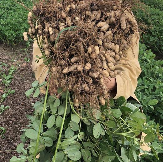 【闽西特产】正宗龙岩湿烤花生 商品图4