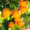【江西赣南脐橙】 新鲜现摘 香甜多汁 果园直采 4.5斤装 商品缩略图0