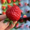 精选黑盒~丹东99草莓【12粒大果 净重约250克/盒】 商品缩略图4