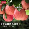 农夫17.5°苹果礼品件 约3.5kg/件 商品缩略图3