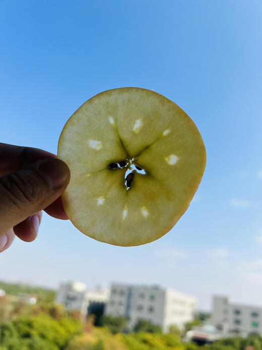 正宗阿克苏小糖心苹果🍎，来自阿克苏核心产区红旗坡，甜甜甜，脆甜口感，顺应时节，有的糖心已化，有概率没糖心的情况，但是都好吃，介意勿拍 商品图1