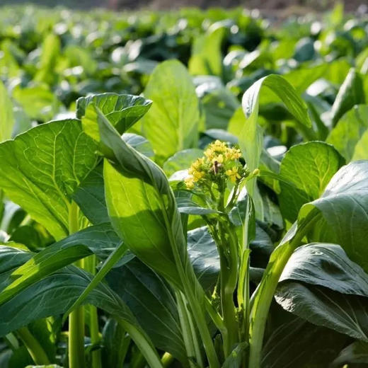 【国家地标产品】广东连州迟菜心 山水滋养 口感清甜多汁 爽口细嫩 商品图3