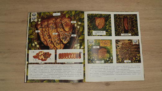 《动物建筑师》零距离接触动物家园，感受超凡的生物智慧 商品图5