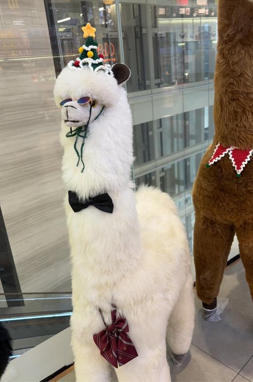 INJOI 羊驼玩偶 超大大号 限量款 商品图5