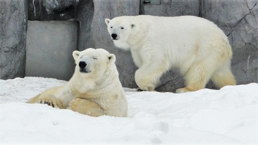 冬天的旭山动物园、白髭瀑布和发光的蓝色池塘 "青池 "1日游【需二次确认】A-0288 商品图2