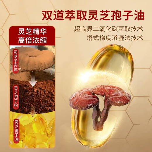 灵芝孢子油软胶囊（三萜含量23%）（1盒共两瓶） 商品图3