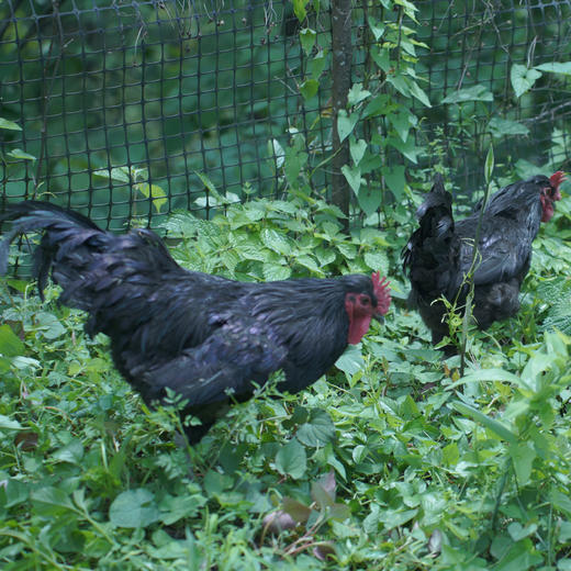 认养武隆凤羽土鸡一只鸡1元/天 商品图1