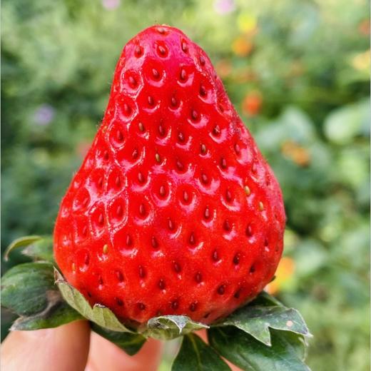 青岛佳垦草莓|日本种植方式的顶尖草莓♥️日本权威专家岩男吉昭全程指导呵护，全程按照日本佳特式草莓种植技术标准，日式水肥管理，蜜蜂授粉，果形均匀，全程无任何激素、头茬新果（草莓不可邮寄！！！） 商品图1