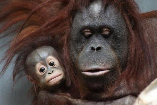 冬天的旭山动物园、白髭瀑布和发光的蓝色池塘 "青池 "1日游【需二次确认】A-0288 商品图6