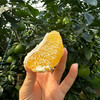 【鸡尾葡萄柚】新北万果农业新鲜采摘单果500g左右 1箱10斤 商品缩略图5