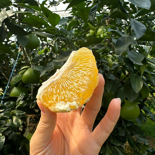 【鸡尾葡萄柚】新北万果农业新鲜采摘单果500g左右 1箱10斤 商品图5