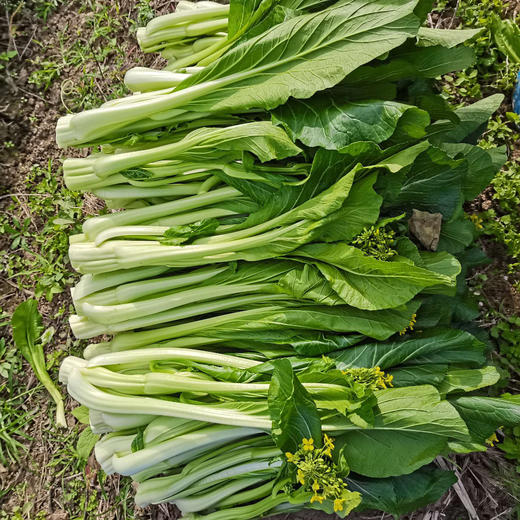 【国家地标产品】广东连州迟菜心 山水滋养 口感清甜多汁 爽口细嫩 商品图7