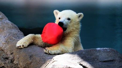 冬天的旭山动物园、白髭瀑布和发光的蓝色池塘 "青池 "1日游【需二次确认】A-0288 商品图4