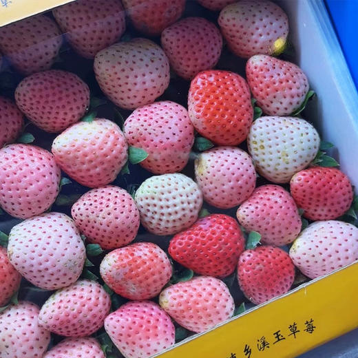 白草莓（小礼盒） 约600g/盒 商品图1
