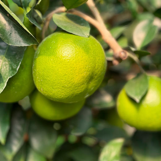 【鸡尾葡萄柚】新北万果农业新鲜采摘单果500g左右 1箱10斤 商品图0