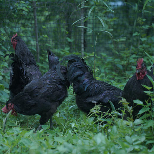 认养武隆凤羽土鸡一只鸡1元/天 商品图3