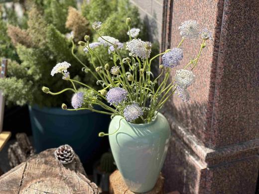 【跳动的精灵】粉色翠珠5支+紫色翠珠5支/份 商品图1