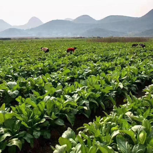 【国家地标产品】广东连州迟菜心 山水滋养 口感清甜多汁 爽口细嫩 商品图1