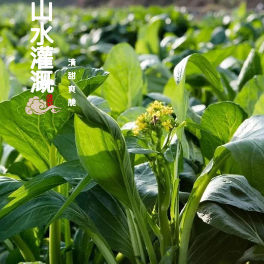 【国家地标产品】广东连州迟菜心 山水滋养 口感清甜多汁 爽口细嫩 商品图6