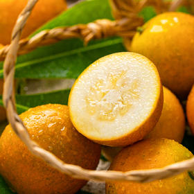 融安滑皮金桔|一口一个“小糖包”，从皮到芯都甜滋滋