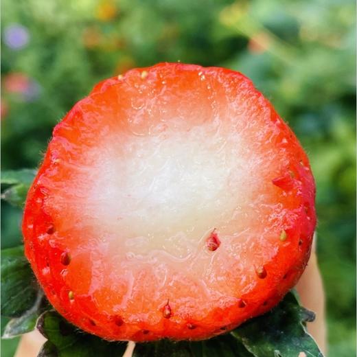 青岛佳垦草莓|日本种植方式的顶尖草莓♥️日本权威专家岩男吉昭全程指导呵护，全程按照日本佳特式草莓种植技术标准，日式水肥管理，蜜蜂授粉，果形均匀，全程无任何激素、头茬新果（草莓不可邮寄！！！） 商品图3