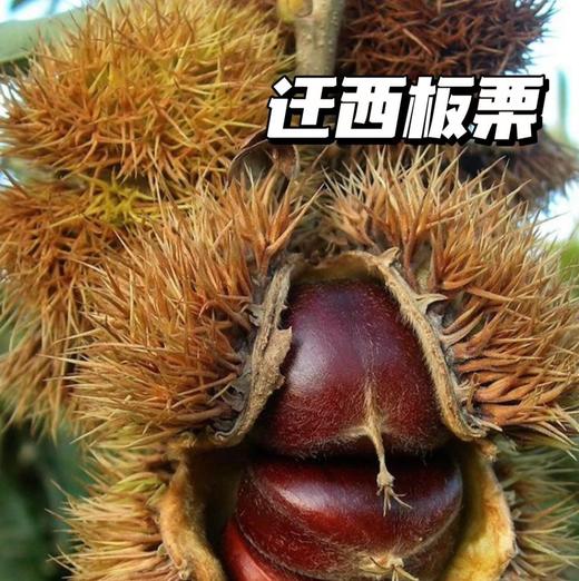 【迁西板栗】中国国家地理标志产品，北纬40°板栗生态黄金带，生吃又脆又甜，熟吃又粉又糯又香甜!天生天养，种植过程中不使用催化剂、杀虫剂，通过SGS 无农残检测，真正做到了0农残，健康绿色。 商品图3