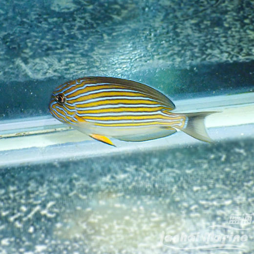 马代纹吊 商品图1