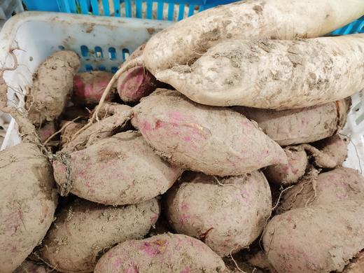 【全国邮政包邮】锄禾大番薯（5斤/箱）香甜软糯 商品图3