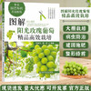 图解阳光玫瑰葡萄精品高效栽培葡萄高效栽培 病虫草害诊断与防治 葡萄合理整修修剪图解 葡萄种植技术书籍葡萄实用栽培技术大全【官方正版，可开发票，下单时留开票信息和电子邮箱】 商品缩略图0