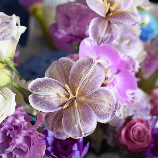 《长相思》  藏宝图蝴蝶兰布朗尼郁金香花束 商品图5