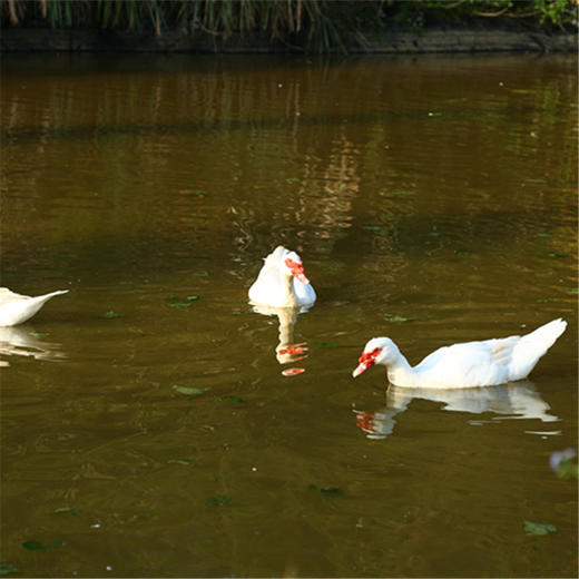 周五发货！【开化农场的童子鸡/生姜干】果之澜农业自养，无饲料、无激素、无抗生素，吃玉米、甜瓜、米糠等纯粮喂养，自然生长！开化公司杀好发货，江浙沪顺丰包邮~ 商品图5