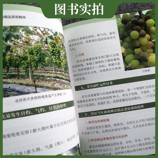 图解阳光玫瑰葡萄精品高效栽培葡萄高效栽培 病虫草害诊断与防治 葡萄合理整修修剪图解 葡萄种植技术书籍葡萄实用栽培技术大全【官方正版，可开发票，下单时留开票信息和电子邮箱】 商品图4